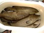 Fishing Gallery